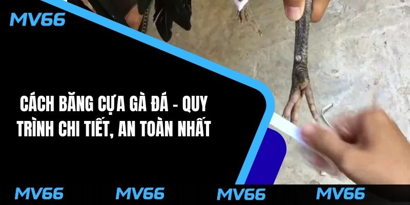 cách băng cựa gà đá