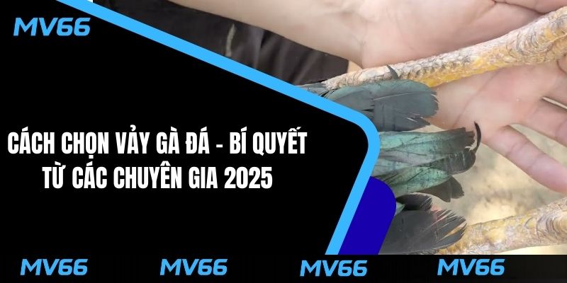 Cách chọn vảy gà đá