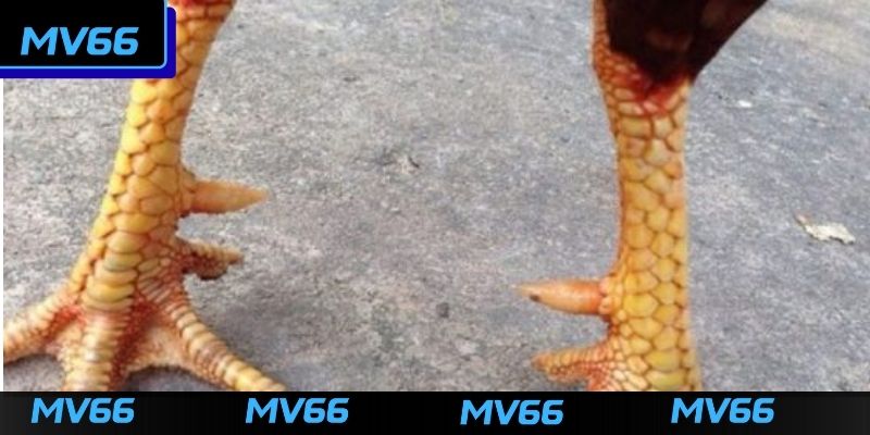 Cách chọn vảy gà đá đúng cách