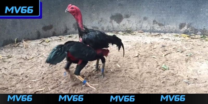 Điểm qua các kèo cược thông dụng trong sảnh đá gà MV66