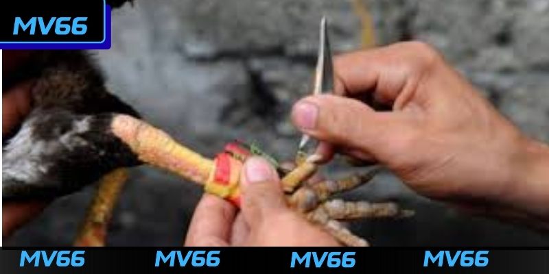 Cách băng cựa gà đá chi tiết