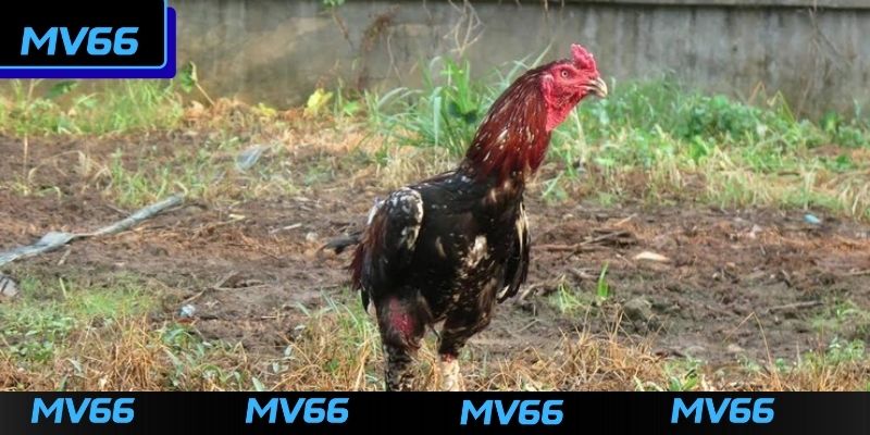 Kinh nghiệm vào kèo đá gà MV66 dễ thắng của cao thủ