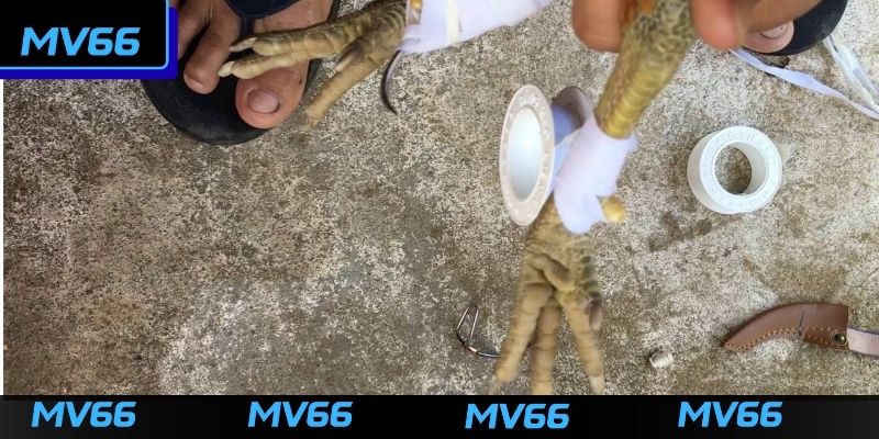 Những lưu ý quan trọng về cách băng cựa đá gà