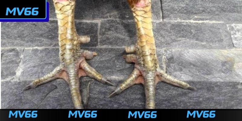 Những lưu ý về cách chọn vảy gà đá