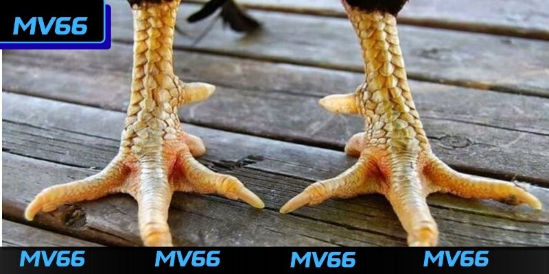 Lý do cần chọn vảy gà đá