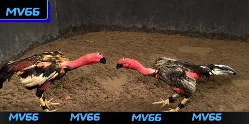 Vài thông tin cơ bản về sảnh đá gà MV66
